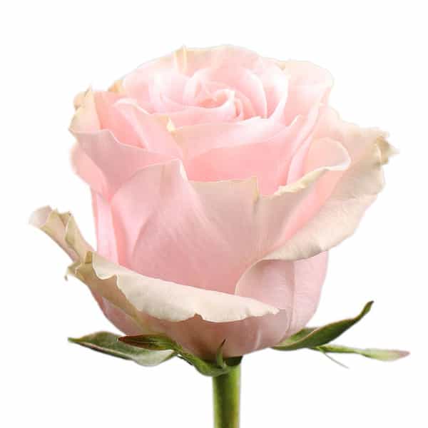 Пачка роз 25 шт — Pink Mondial (розовая)